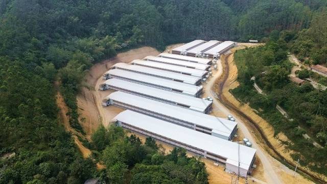 新兴县簕竹镇良洞村养殖小区，不但使村民就近就业，还有效提升了村集体和村民的收入。资料图片 