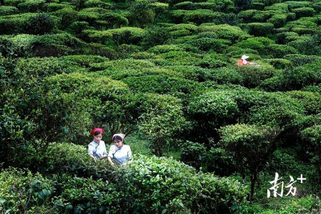 新兴禅茶文化之旅路线上的象窝茶园。 谢冠瑜 摄
